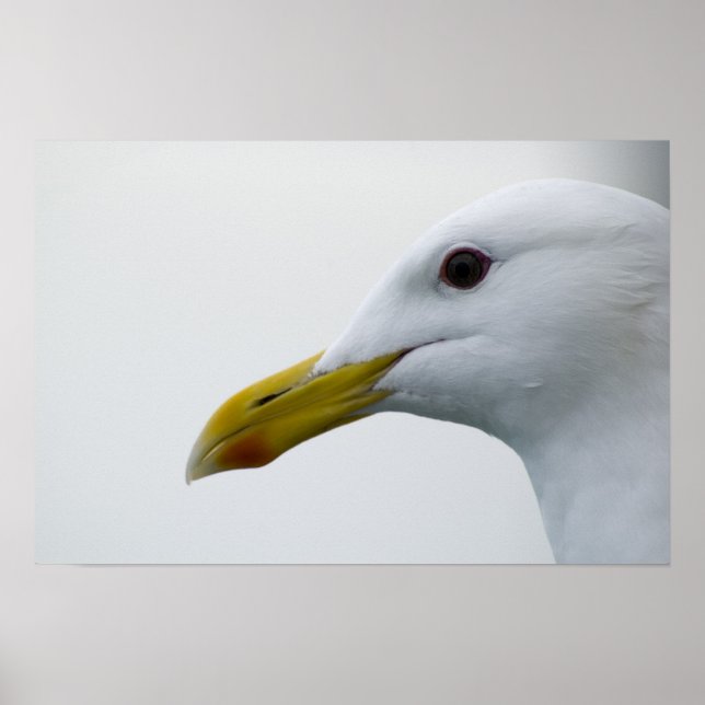 Seagull Poster 6 (Vorne)