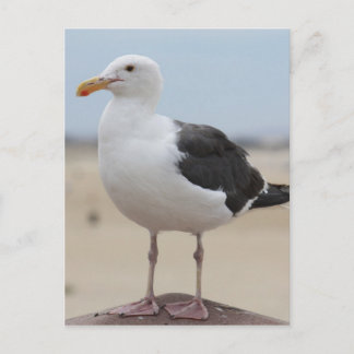 Seagull Postkarte