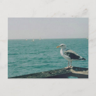Seagull Postkarte