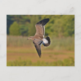 Seagull Postkarte
