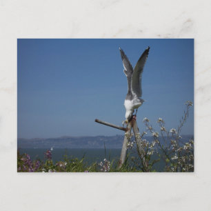 Seagull Postkarte
