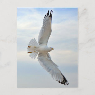 Seagull Postkarte