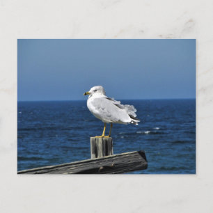 Seagull Postkarte