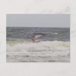 Seagull Postkarte
