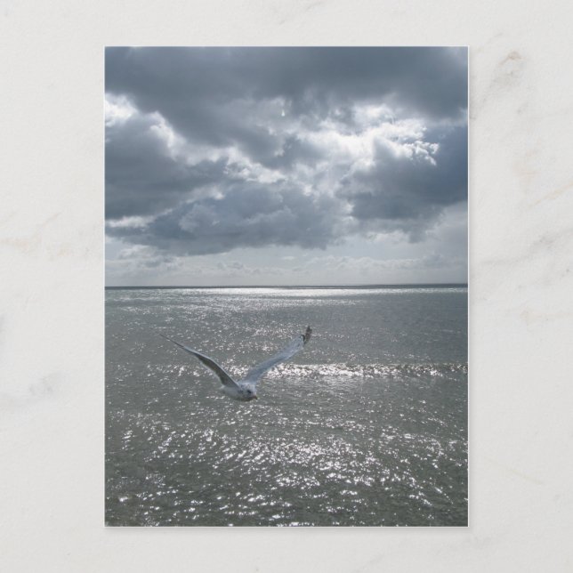 Seagull Postkarte (Vorderseite)