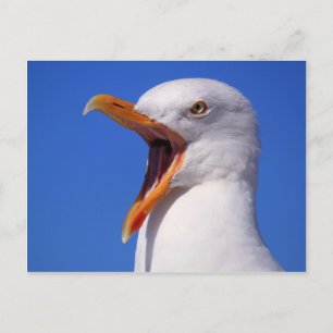 Seagull Postkarte