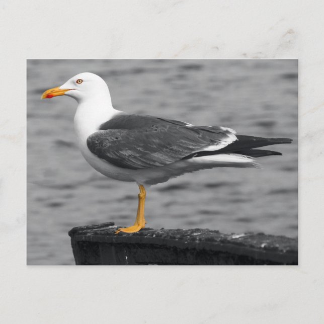 Seagull Postkarte (Vorderseite)