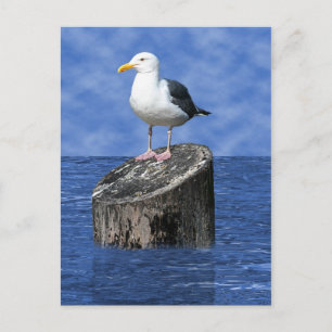 SEAGULL POSTKARTE