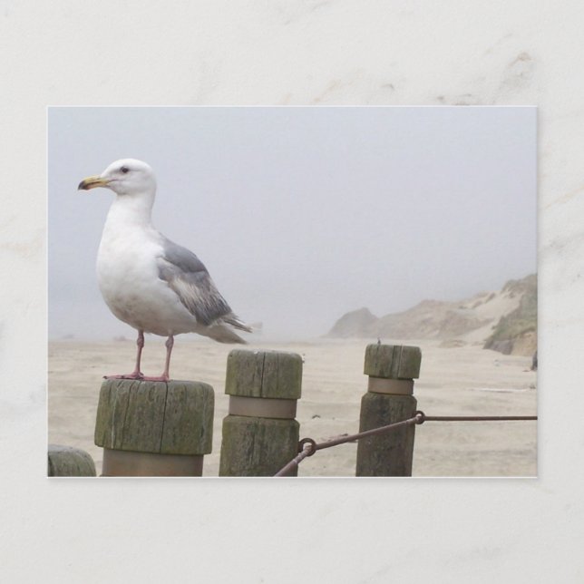 Seagull Postkarte (Vorderseite)