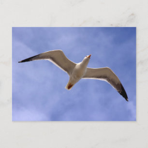 Seagull Postkarte
