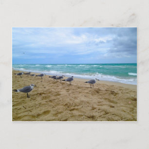 Seagull-Postkarte Postkarte