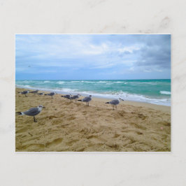 Seagull-Postkarte Postkarte