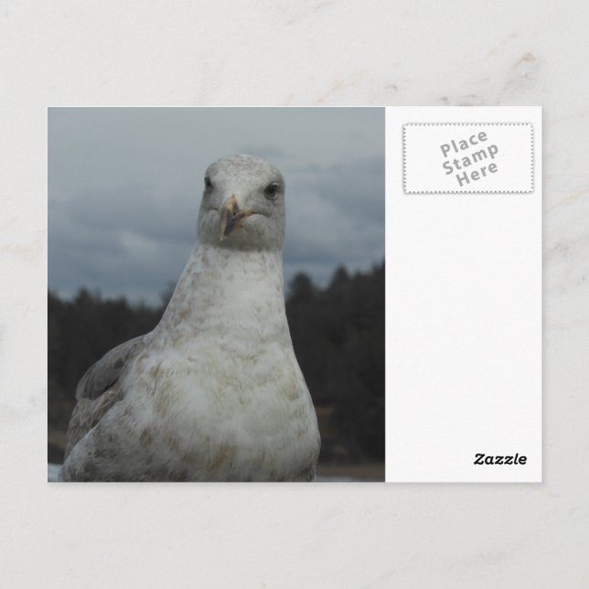 Seagull-Postkarte Postkarte (Rückseite)
