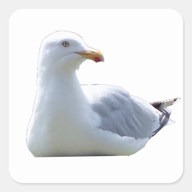 Seagull Quadratischer Aufkleber (Vorderseite)