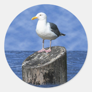 SEAGULL RUNDER AUFKLEBER