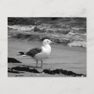 Seagull (Schwarz und Weiß) Postkarte