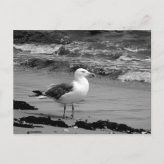 Seagull (Schwarz und Weiß) Postkarte