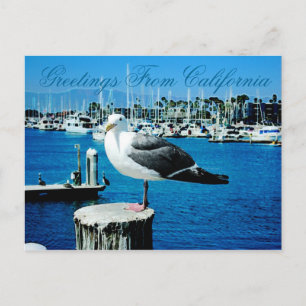 Seagull Shows Postcard aus Kalifornien Postkarte