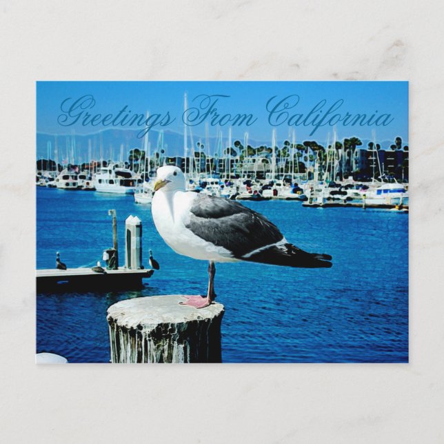 Seagull Shows Postcard aus Kalifornien Postkarte (Vorderseite)