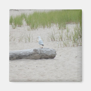 Seagull sitzt auf "Log on Beach Foto Magnet" Magnet