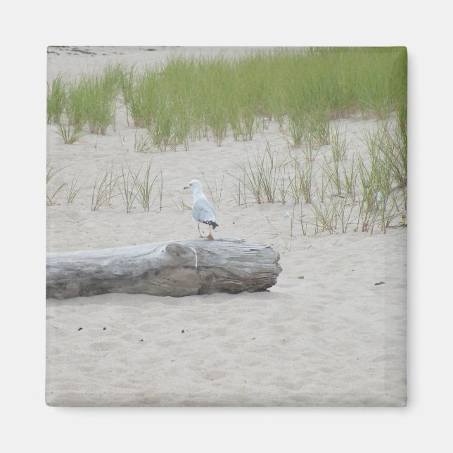 Seagull sitzt auf "Log on Beach Foto Magnet" Magnet (Vorne)