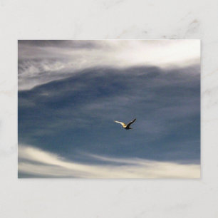 Seagull Sky Postcard Postkarte