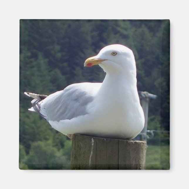 Seagull Square Magnet (Vorne)