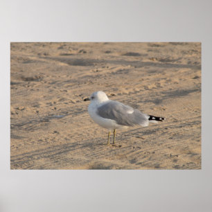 Seagull stehend Solo auf Hampton Beach Poster