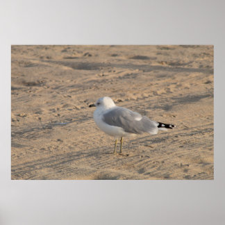 Seagull stehend Solo auf Hampton Beach Poster