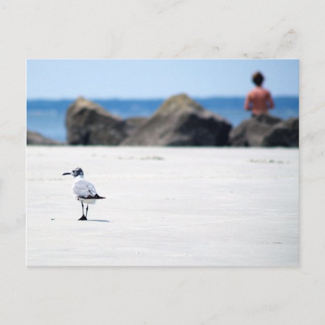 Seagull Stroll Postkarte (Vorderseite)