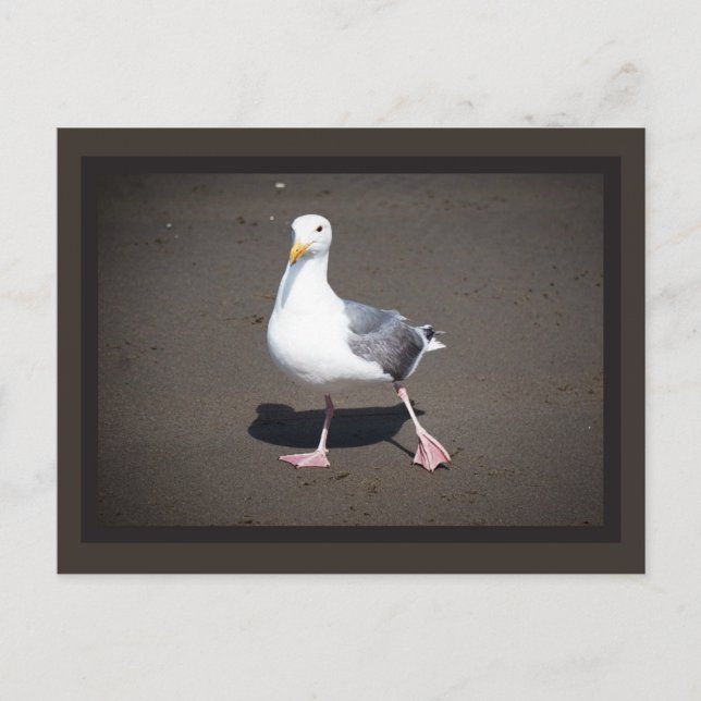 Seagull Strut Postcard Postkarte (Vorderseite)