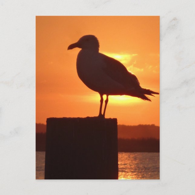 Seagull Sunset Postkarte (Vorderseite)