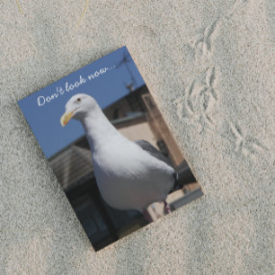 Seagull Surprise Funny Birthday Card Karte