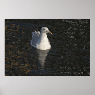 Seagull Swim Fine Art Print Poster