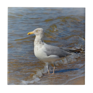 Seagull Tile Fliese