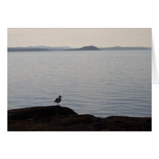 Seagull-Träume