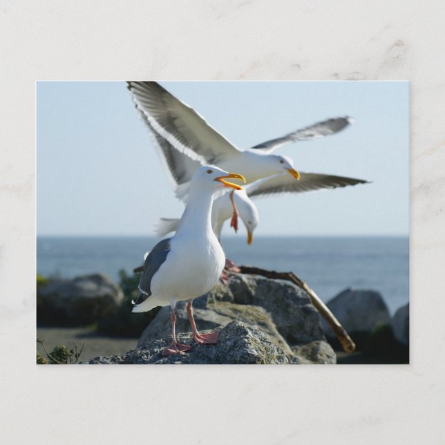 Seagull Trio Postkarte (Vorderseite)