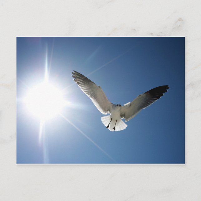 Seagull und Sunligh Postkarte (Vorderseite)
