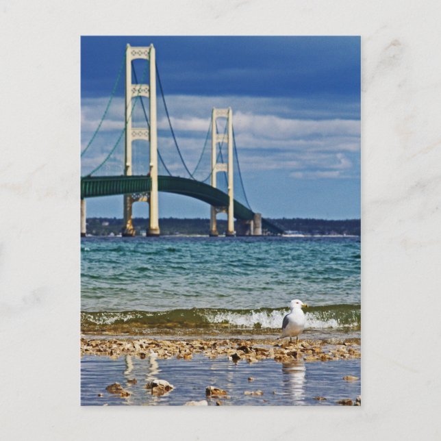 Seagull von Mackinac Bridge Postkarte (Vorderseite)