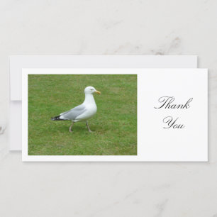 Seagull Walling im Park - Danke