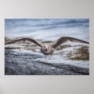 Seagull Wildlife Foto Poster