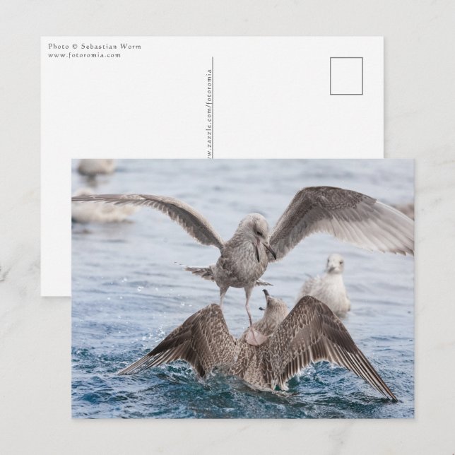 Seagull Wildlife Foto Postkarte (Vorne/Hinten)