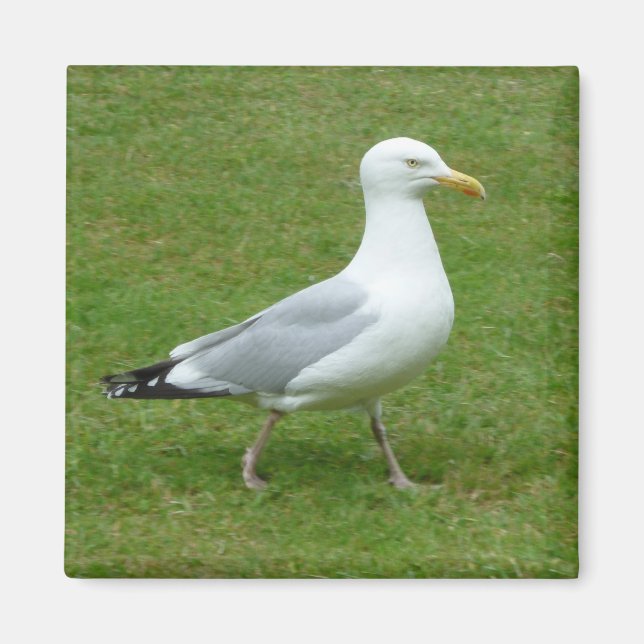 Seagull zu Fuß im Park Magnet (Vorne)