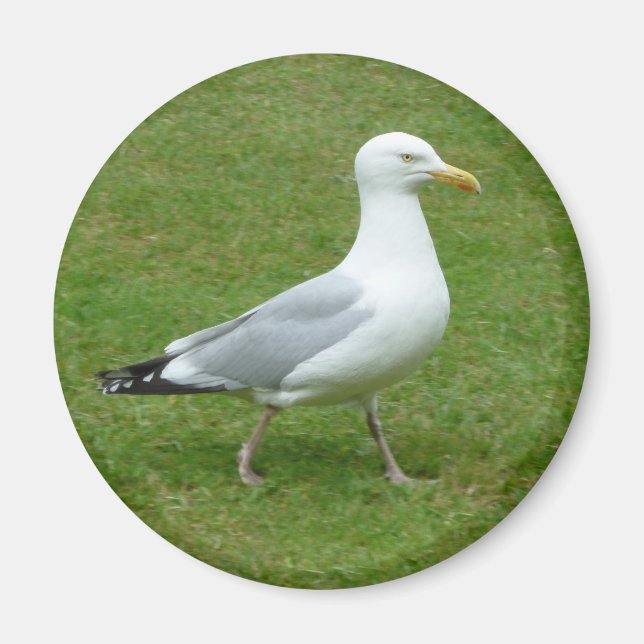 Seagull zu Fuß im Park Magnet (Vorne)