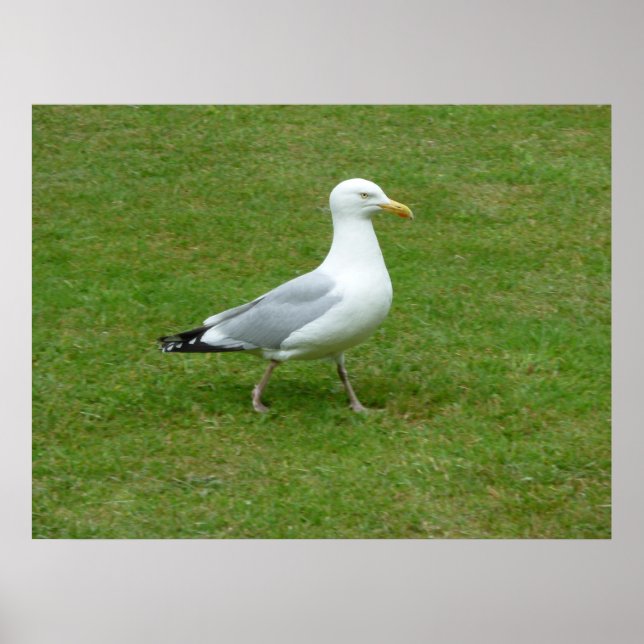 Seagull zu Fuß im Park Poster (Vorne)
