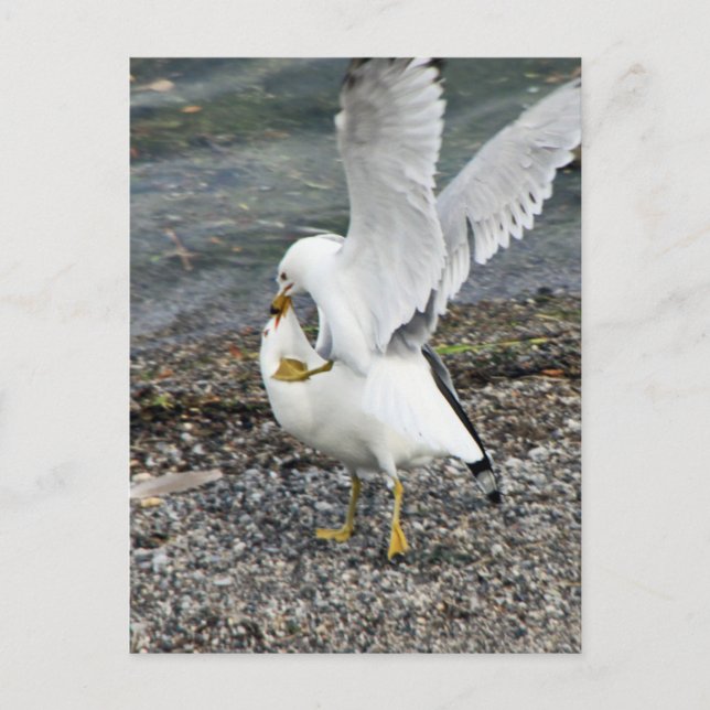 Seagullen bekämpfen postkarte (Vorderseite)