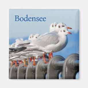 Seagulls am Bodensee Magnet