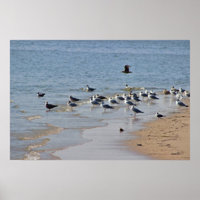 Seagulls auf Beach Poster (Vorne)