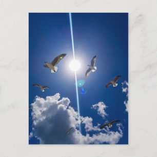 Seagulls Flying Sky Clouds Sun Postkarte