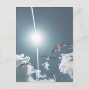 Seagulls Flying Sky Clouds Sun Postkarte